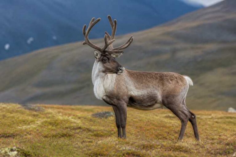 Image of a Caribou in its natural habitat