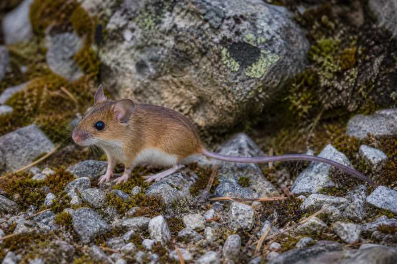 Image of a Carleton's Deermouse in its natural habitat