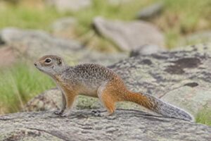 Image of a Carruther's Mountain Squirrel in its natural habitat