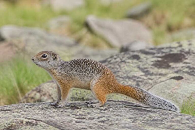 Image of a Carruther's Mountain Squirrel in its natural habitat