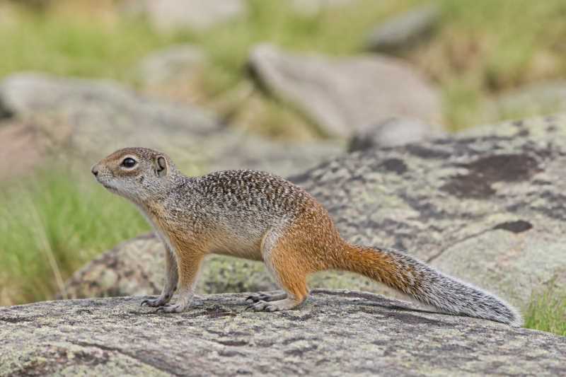 Image of a Carruther's Mountain Squirrel in its natural habitat