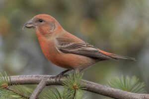 Image of a Cassia Crossbill in its natural habitat