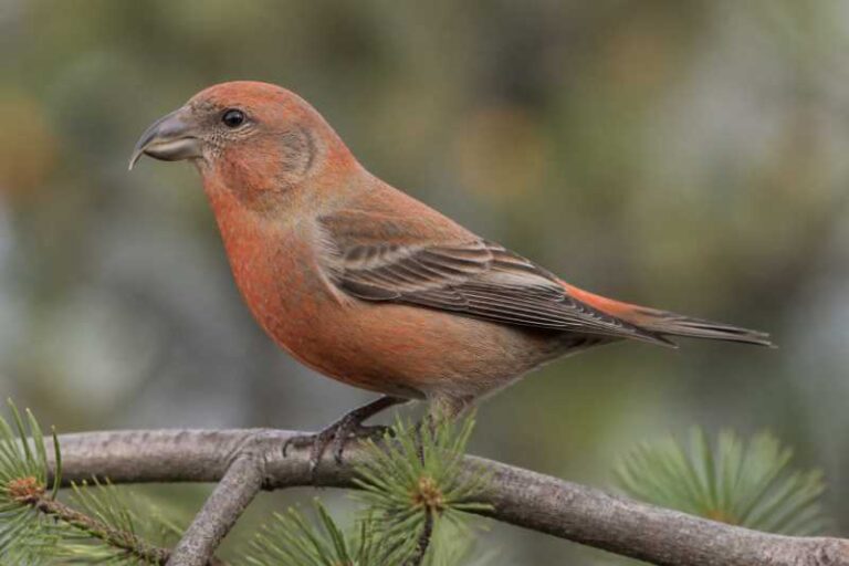 Image of a Cassia Crossbill in its natural habitat