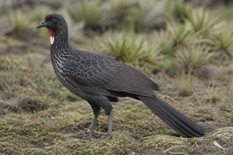 Image of a Cauca Guan in its natural habitat