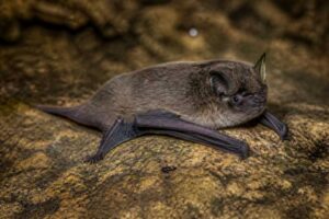 Image of a Cave Myotis in its natural habitat