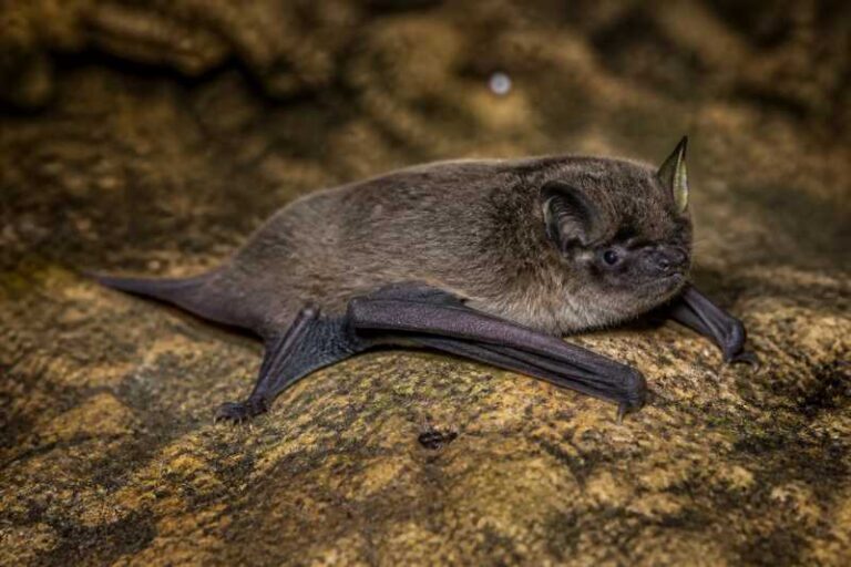 Image of a Cave Myotis in its natural habitat