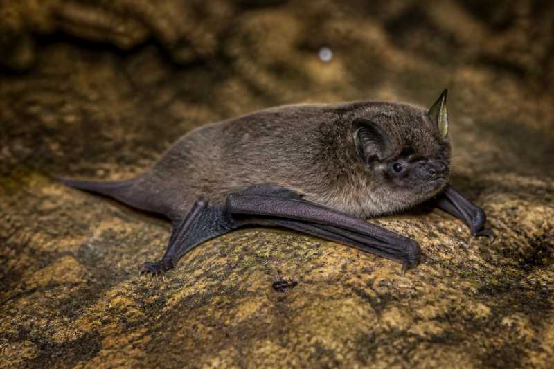 Image of a Cave Myotis in its natural habitat