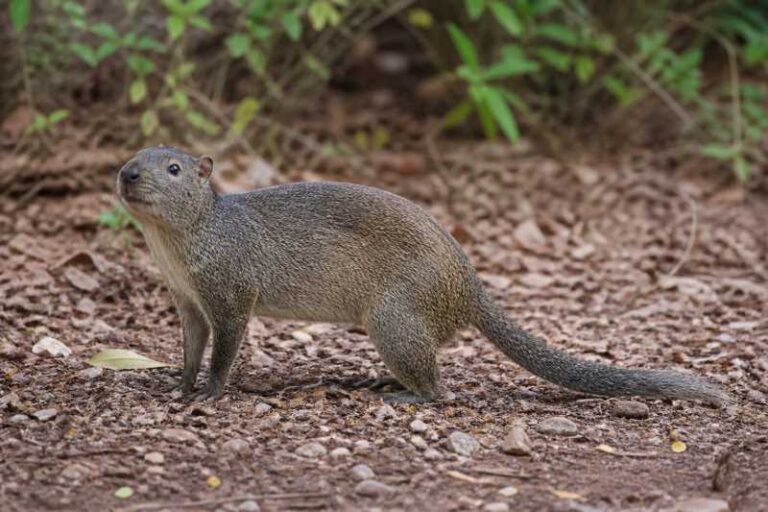 Image of a Cayman Hutia in its natural habitat