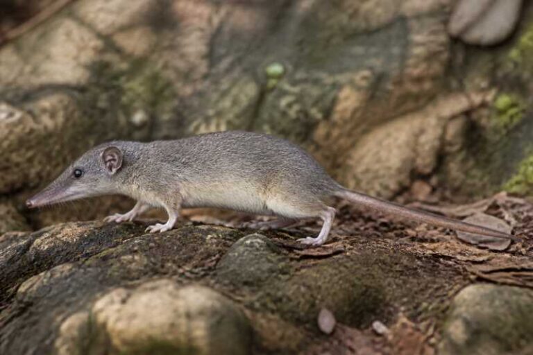 Image of a Cayman Nesophontes in its natural habitat