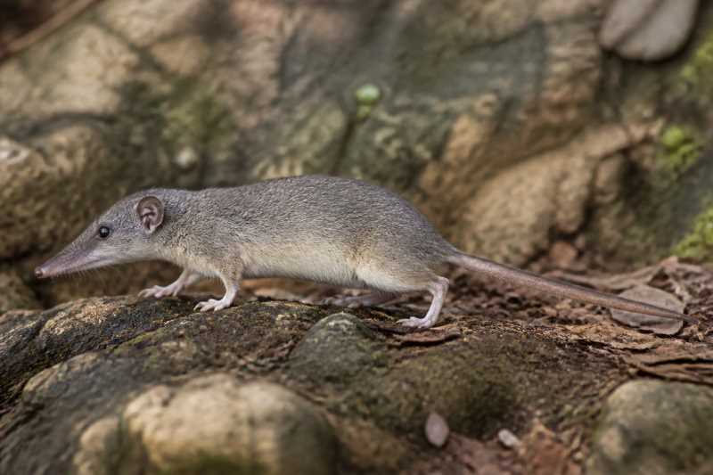 Image of a Cayman Nesophontes in its natural habitat