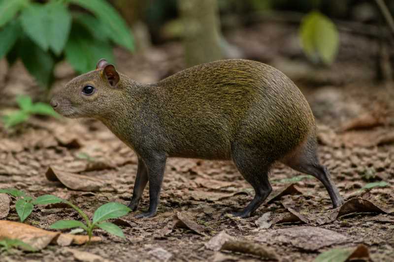 Image of a Central American Agouti in its natural habitat