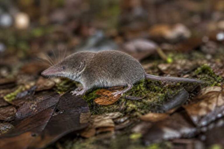 Image of a Central American Least Shrew in its natural habitat