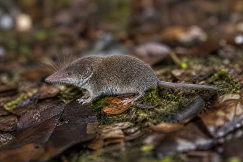 Image of a Central American Least Shrew in its natural habitat