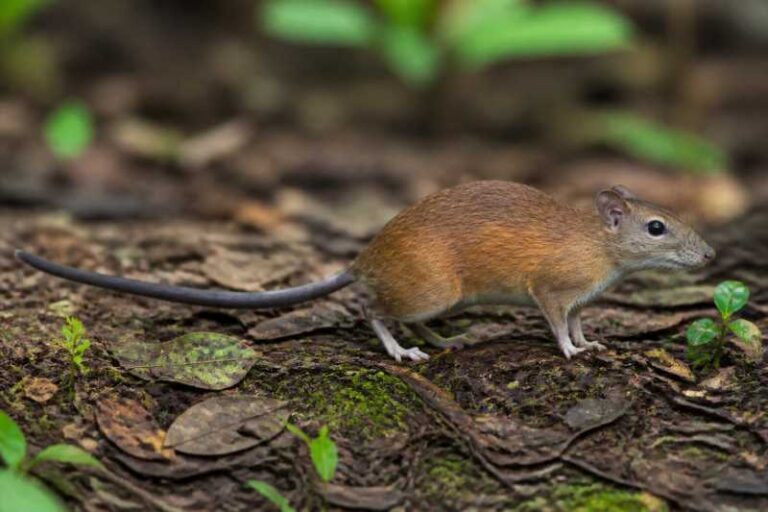 Image of a Central American Rufous Tree-rat in its natural habitat