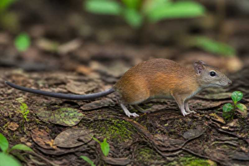 Image of a Central American Rufous Tree-rat in its natural habitat