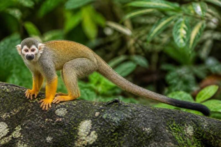 Image of a Central American Squirrel Monkey in its natural habitat