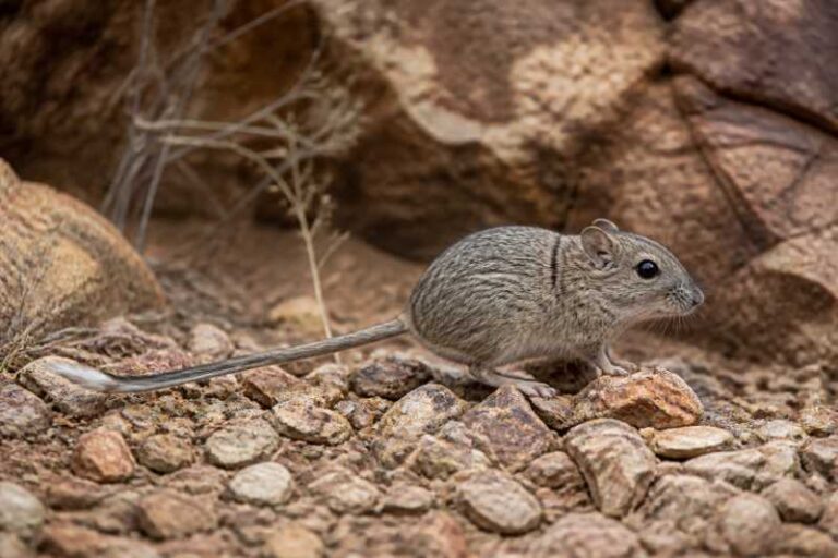 Image of a Central Australian Rock Rat in its natural habitat