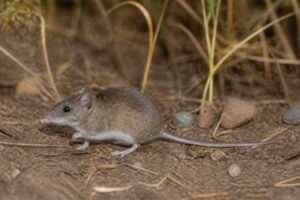 Image of a Cerqueira's Vesper Mouse in its natural habitat
