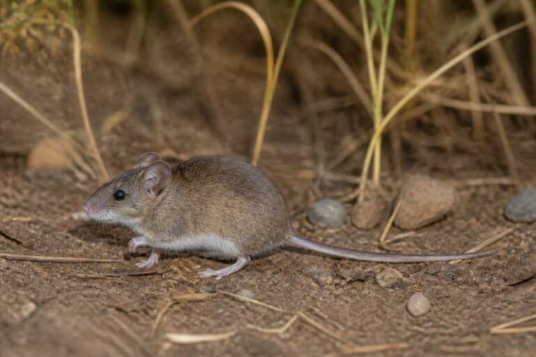 Image of a Cerqueira's Vesper Mouse in its natural habitat