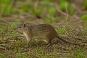 Image of a Chacoan Marsh Rat in its natural habitat