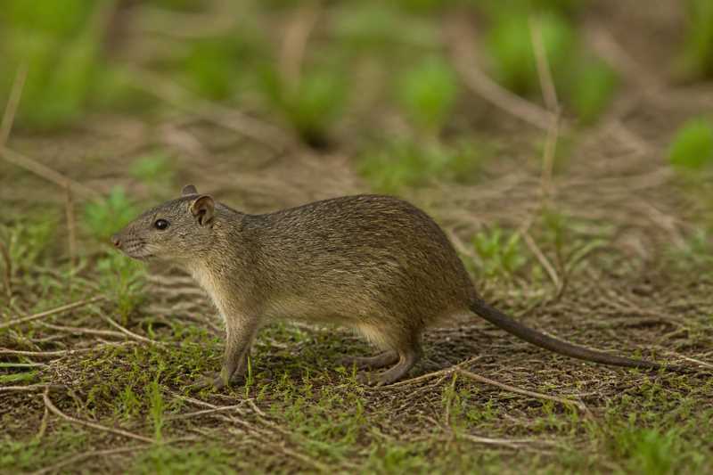 Image of a Chacoan Marsh Rat in its natural habitat