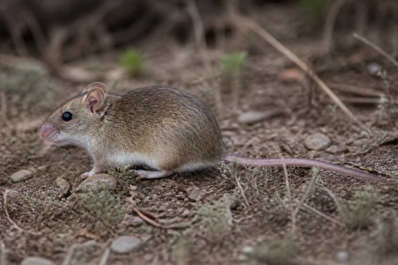 Image of a Chacoan Pink-lipped Mouse in its natural habitat