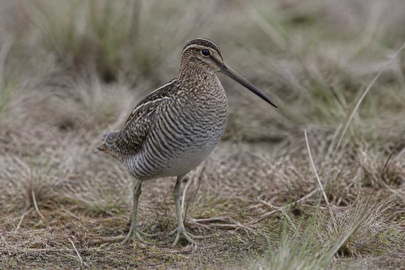 Image of a Chatham Islands Snipe in its natural habitat
