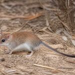 Image of a Chestnut Dunnart in its natural habitat
