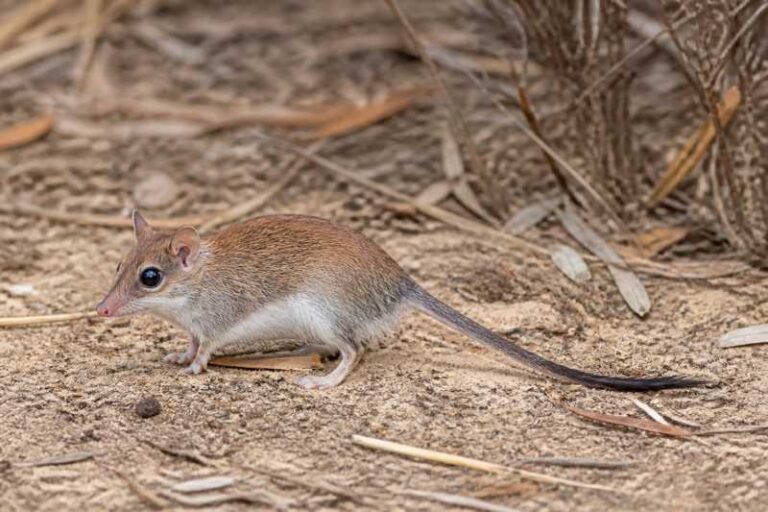 Image of a Chestnut Dunnart in its natural habitat