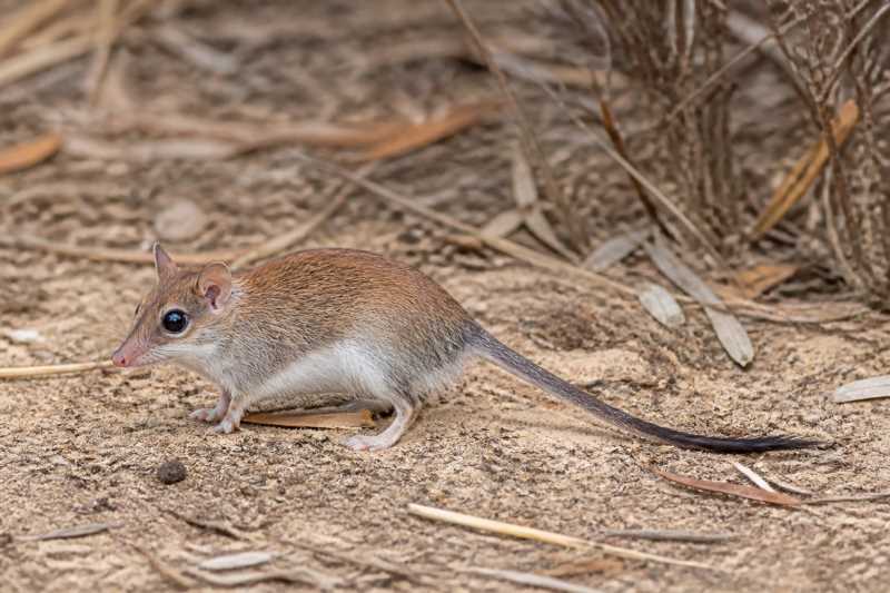 Image of a Chestnut Dunnart in its natural habitat