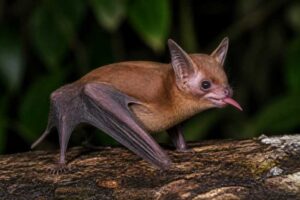 Image of a Chestnut Long-tongued Bat in its natural habitat