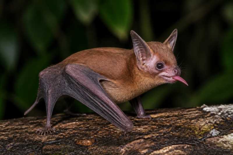 Image of a Chestnut Long-tongued Bat in its natural habitat