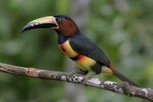 Image of a Chestnut-eared Aracari in its natural habitat