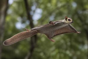 Image of a Chinese Giant Flying Squirrel in its natural habitat