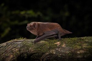 Image of a Chinese Noctule in its natural habitat