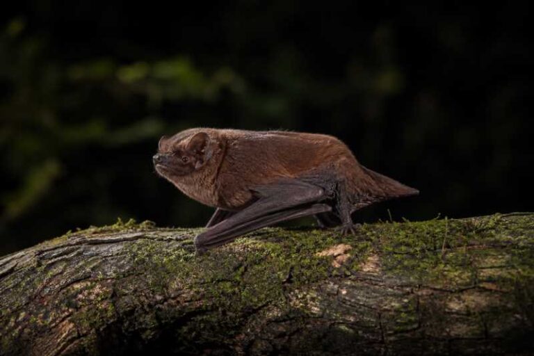 Image of a Chinese Noctule in its natural habitat