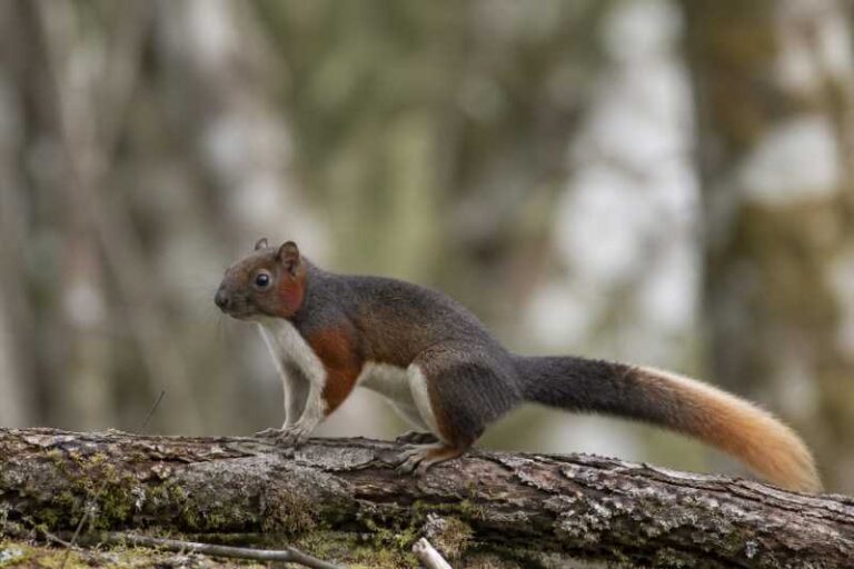 Image of a Chinese Red-cheeked Squirrel in its natural habitat