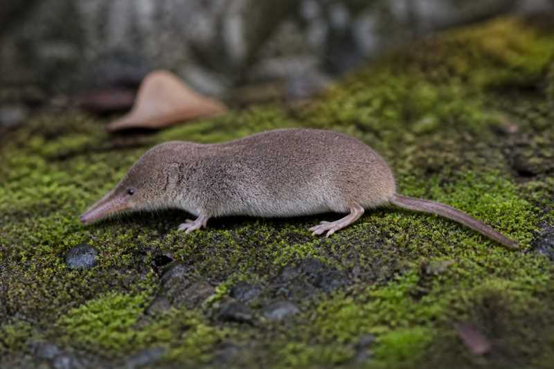 Image of a Chinese Shrew Mole in its natural habitat