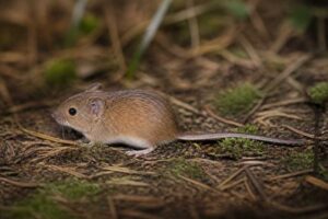 Image of a Chiriquian Harvest Mouse in its natural habitat