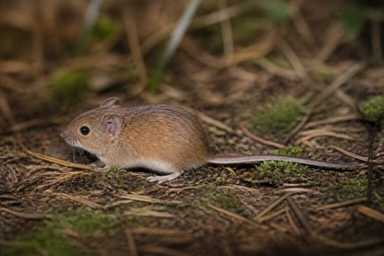 Image of a Chiriquian Harvest Mouse in its natural habitat