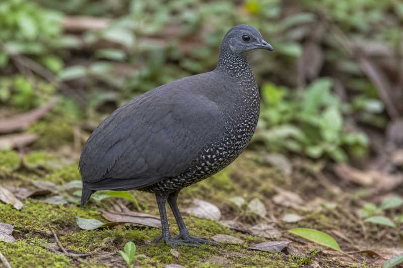 Image of a Cinereous Tinamou in its natural habitat