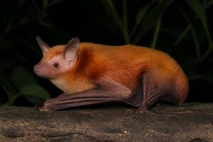 Image of a Cinnamon Red Bat in its natural habitat