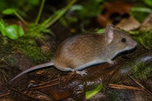 Image of a Cloud Forest Grass Mouse in its natural habitat