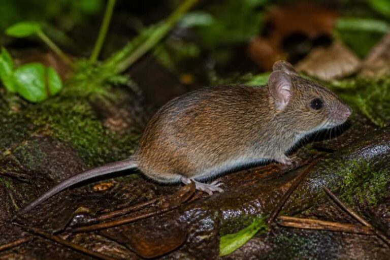 Image of a Cloud Forest Grass Mouse in its natural habitat