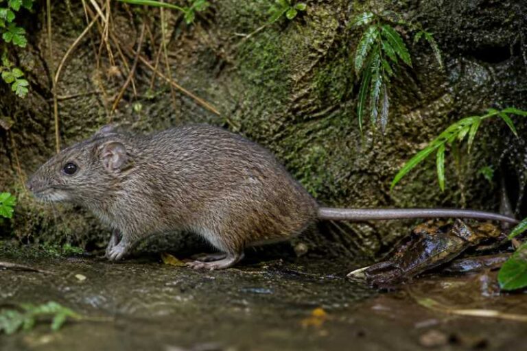 Image of a Coastal Cordilleran Rice Rat in its natural habitat