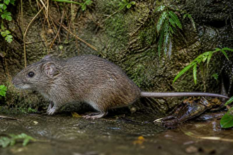 Image of a Coastal Cordilleran Rice Rat in its natural habitat