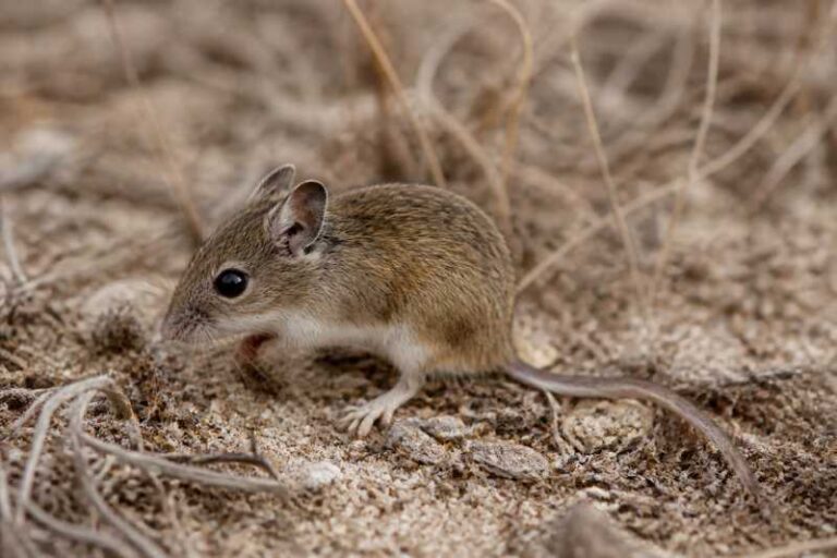 Image of a Coastal Vesper Mouse in its natural habitat