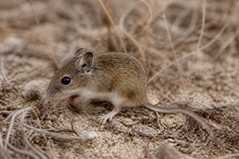 Image of a Coastal Vesper Mouse in its natural habitat