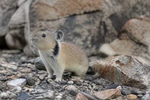 Image of a Collared Pika in its natural habitat