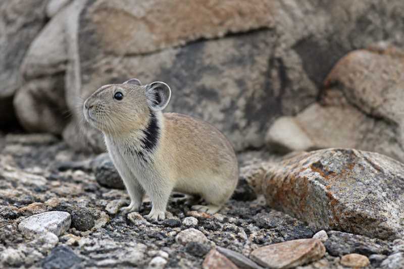 Image of a Collared Pika in its natural habitat